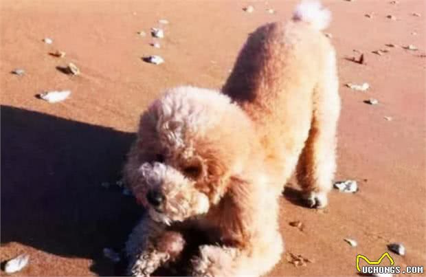 深入解析泰迪的行为，在日常生活中，你的泰迪会叼垃圾给你吗?