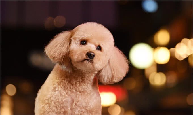 深入解析泰迪的行为，在日常生活中，你的泰迪会叼垃圾给你吗?