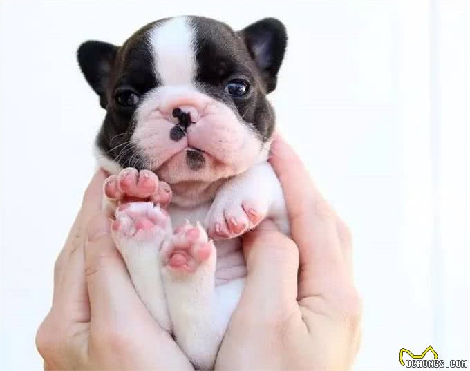 家有爱犬须知，给狗狗测量体温的那些事儿