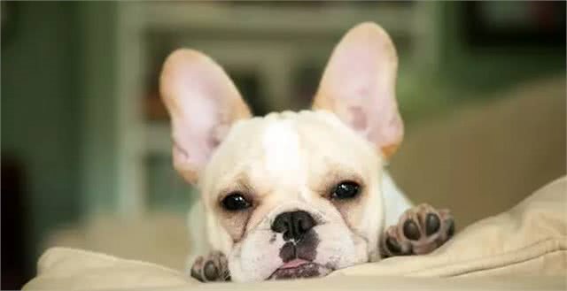 家有爱犬须知，给狗狗测量体温的那些事儿