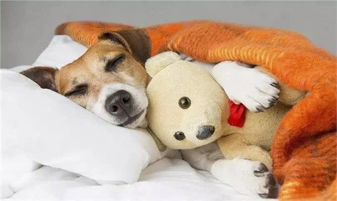 家有爱犬须知，给狗狗测量体温的那些事儿