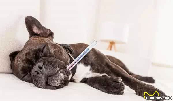 家有爱犬须知，给狗狗测量体温的那些事儿