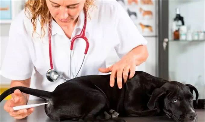 家有爱犬须知，给狗狗测量体温的那些事儿