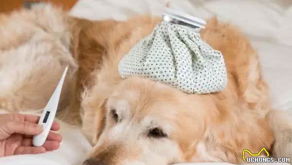 家有爱犬须知，给狗狗测量体温的那些事儿