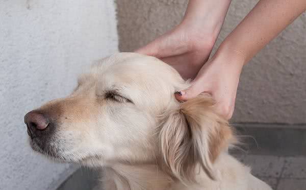 家有爱犬须知，给狗狗测量体温的那些事儿