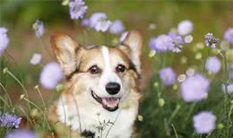 家有爱犬须知，给狗狗测量体温的那些事儿