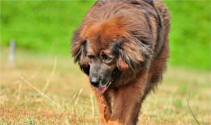4种土生土长的中华猛犬，在国外名气很大，实力更是没得说
