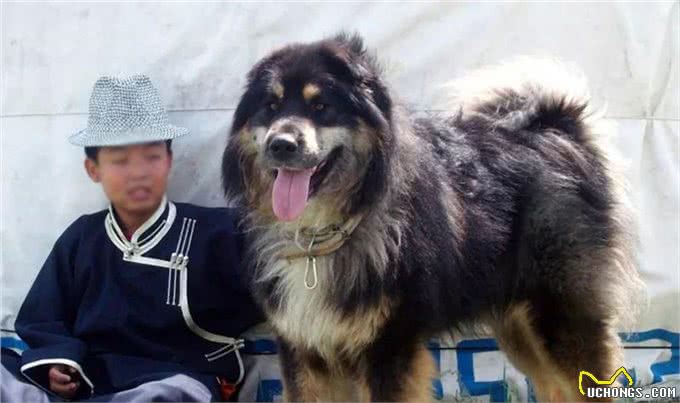 4种土生土长的中华猛犬，在国外名气很大，实力更是没得说