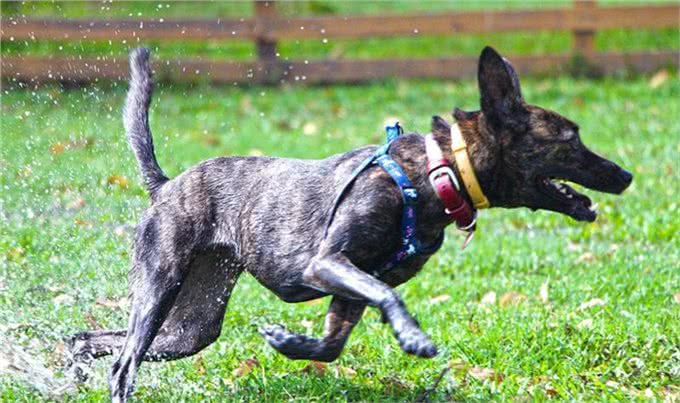 4种土生土长的中华猛犬，在国外名气很大，实力更是没得说