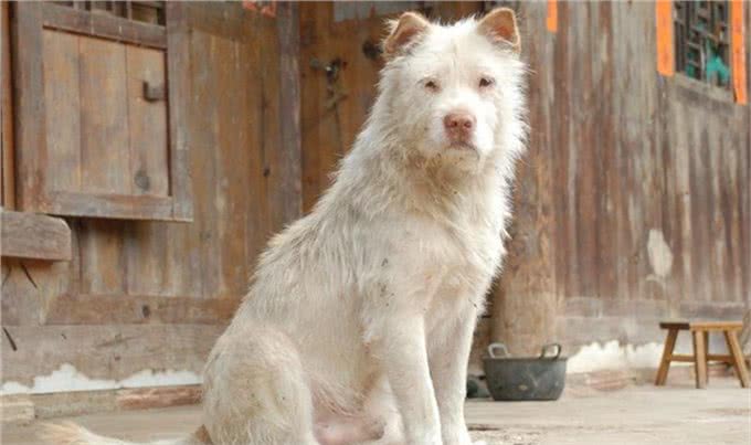 4种土生土长的中华猛犬，在国外名气很大，实力更是没得说