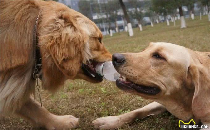 活跃幼犬生活中让人烦恼的行为怎么纠正?