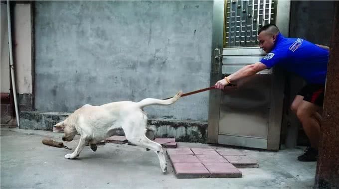 活跃幼犬生活中让人烦恼的行为怎么纠正?