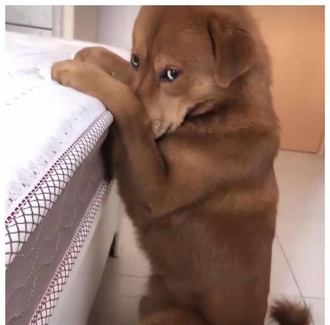 活跃幼犬生活中让人烦恼的行为怎么纠正?