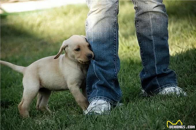 活跃幼犬生活中让人烦恼的行为怎么纠正?