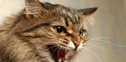 在夜里，猫为何会发出怪异的叫声?科学家:为了基因的延误