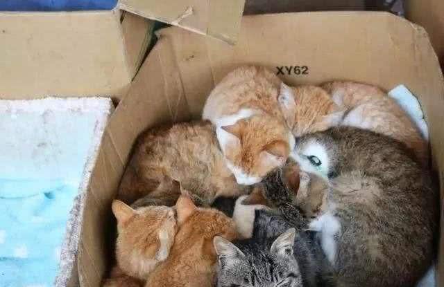 在夜里，猫为何会发出怪异的叫声?科学家:为了基因的延误