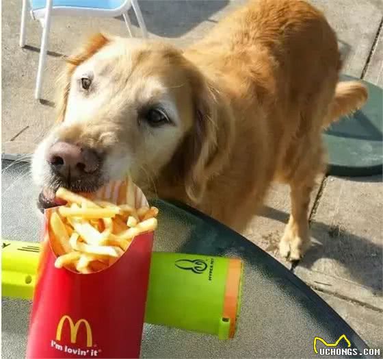 狗狗挑食怎么办?六招教你解决所有问题