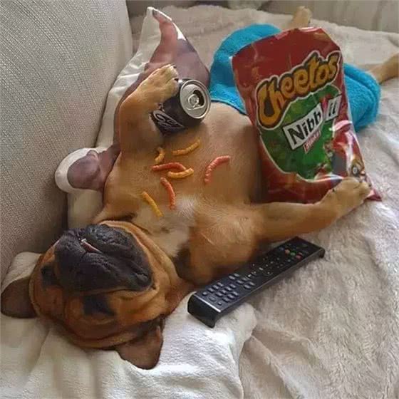 狗狗挑食怎么办?六招教你解决所有问题