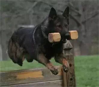 狗狗挑食怎么办?六招教你解决所有问题