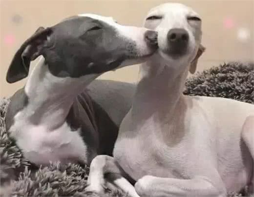 狗狗挑食怎么办?六招教你解决所有问题