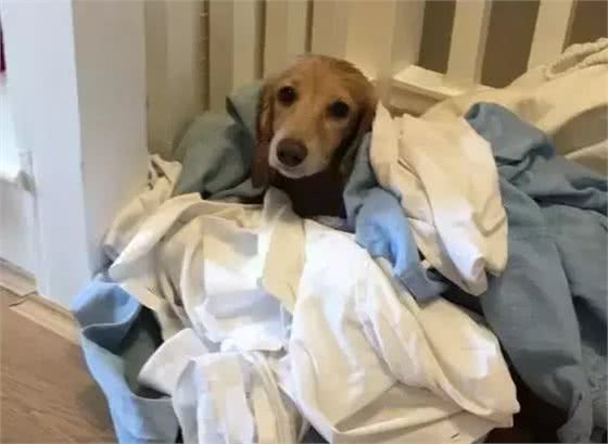 狗狗挑食怎么办?六招教你解决所有问题