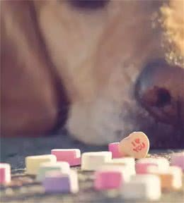 狗狗挑食怎么办?六招教你解决所有问题