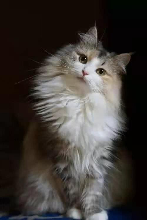 挪威森林猫好养吗以及性格特点?