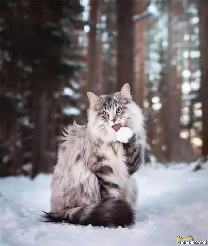 挪威森林猫好养吗以及性格特点?