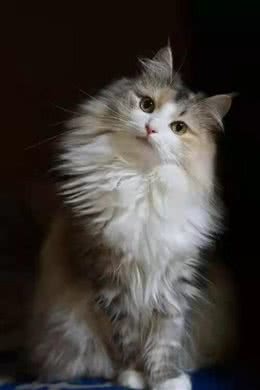 挪威森林猫好养吗以及性格特点?