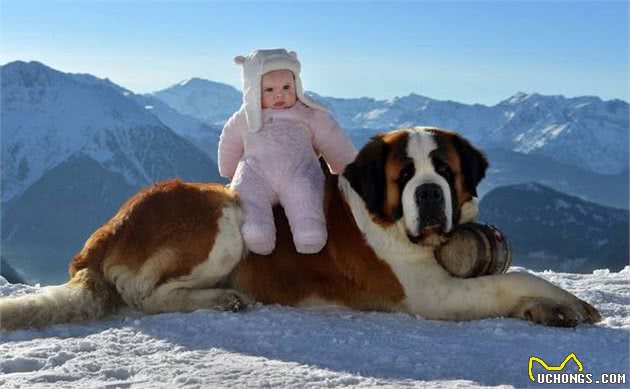 圣伯纳犬的适应能力非常强，而且生命力很强