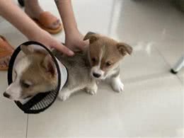 新手别养这6种狗，真的很受罪!