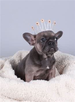 教你亲手为狗狗制作干洗粉