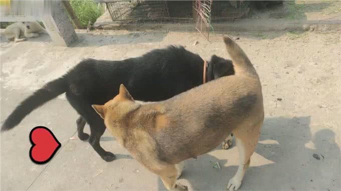 多了解一点狗的性知识吧，对它有益，别不好意思