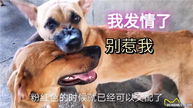 多了解一点狗的性知识吧，对它有益，别不好意思