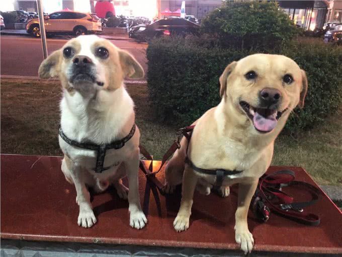 多了解一点狗的性知识吧，对它有益，别不好意思