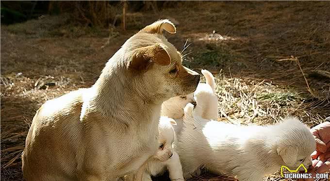 多了解一点狗的性知识吧，对它有益，别不好意思
