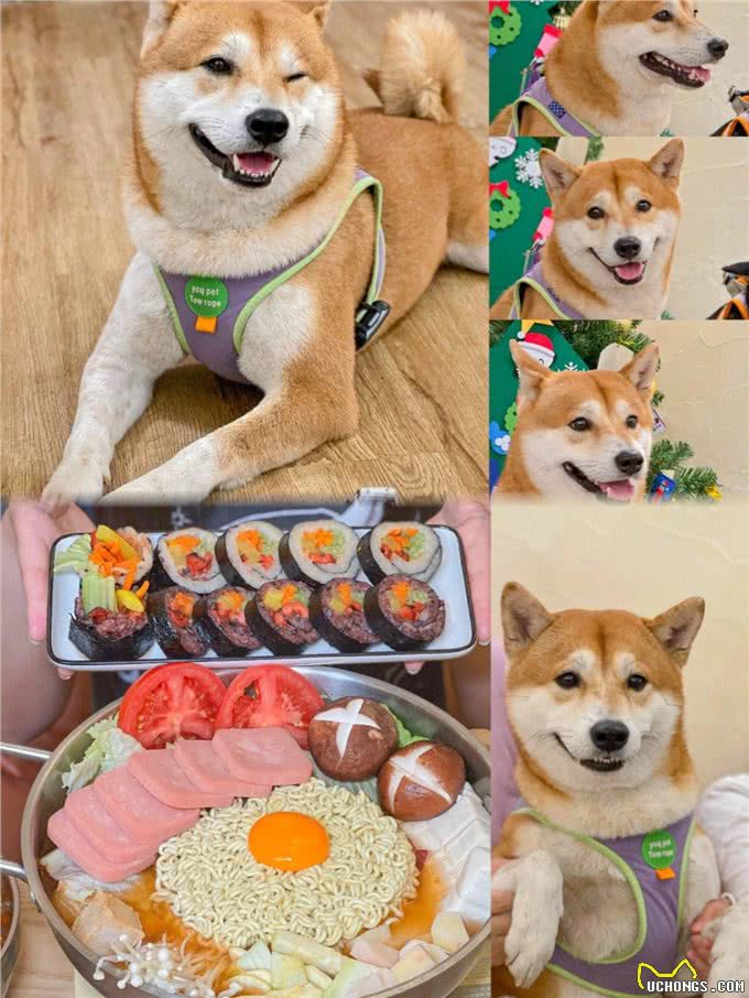 多了解一点狗的性知识吧，对它有益，别不好意思