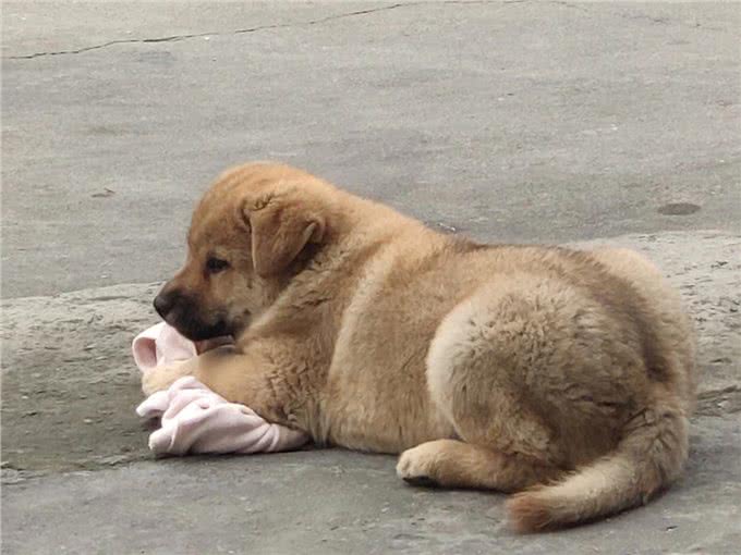 多了解一点狗的性知识吧，对它有益，别不好意思