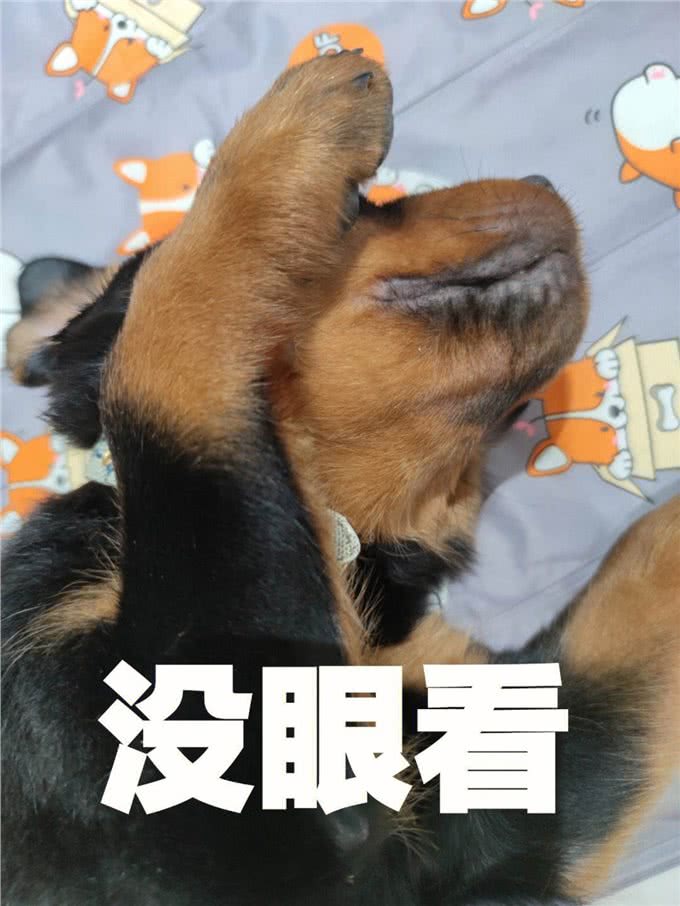 多了解一点狗的性知识吧，对它有益，别不好意思