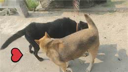 多了解一点狗的性知识吧，对它有益，别不好意思