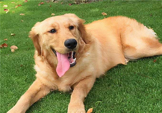 眼部护理技巧:金毛犬有泪痕是什么原因，该怎么办?