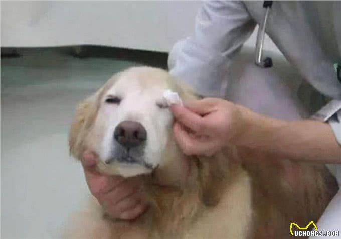 眼部护理技巧:金毛犬有泪痕是什么原因，该怎么办?