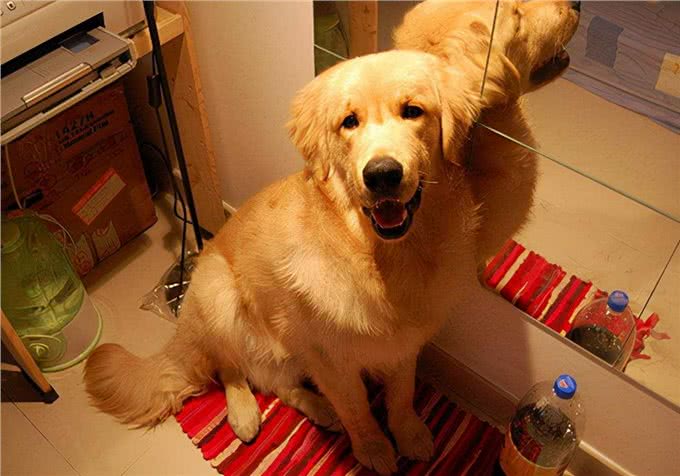 眼部护理技巧:金毛犬有泪痕是什么原因，该怎么办?