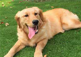 眼部护理技巧:金毛犬有泪痕是什么原因，该怎么办?