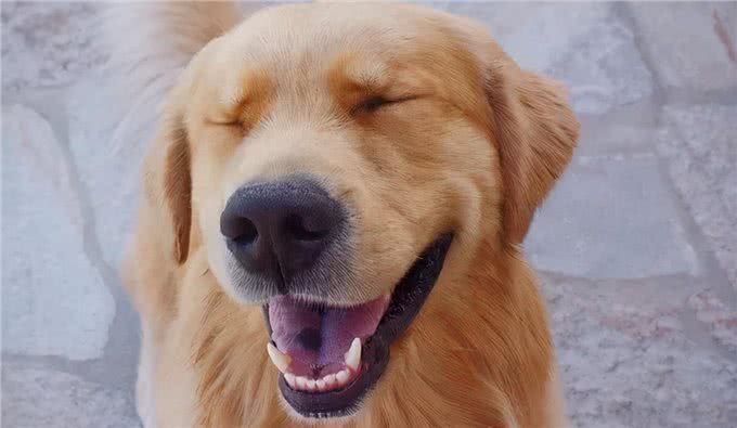 金毛在一个多月时，应该如何喂养?各年龄段应该怎样进食?