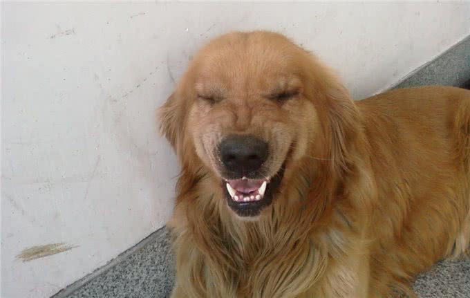 金毛在一个多月时，应该如何喂养?各年龄段应该怎样进食?