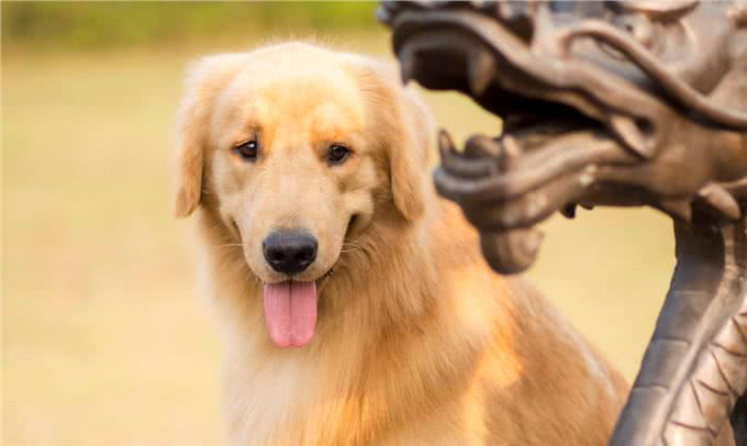 金毛在一个多月时，应该如何喂养?各年龄段应该怎样进食?