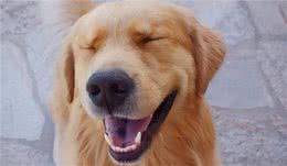 金毛在一个多月时，应该如何喂养?各年龄段应该怎样进食?