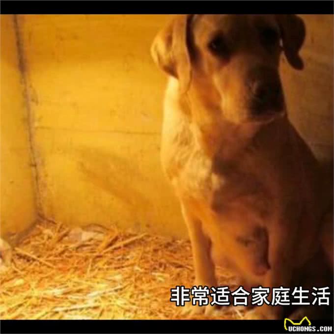 如何选择适合自己养的狗狗—愿每个小狗都能遇见好的主人