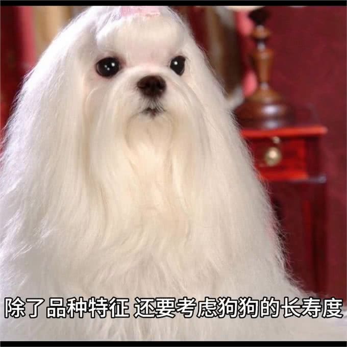 如何选择适合自己养的狗狗—愿每个小狗都能遇见好的主人